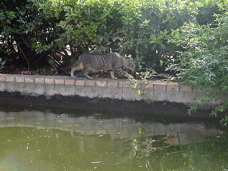 Cat At Plaza De Espana In Sevilla.jpg